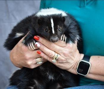 skunk playing on the ground