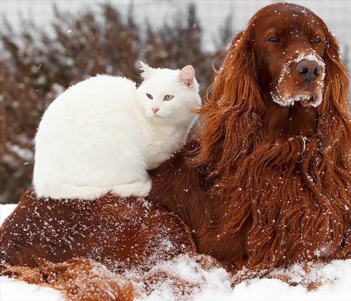 Keeping your Pets Warm