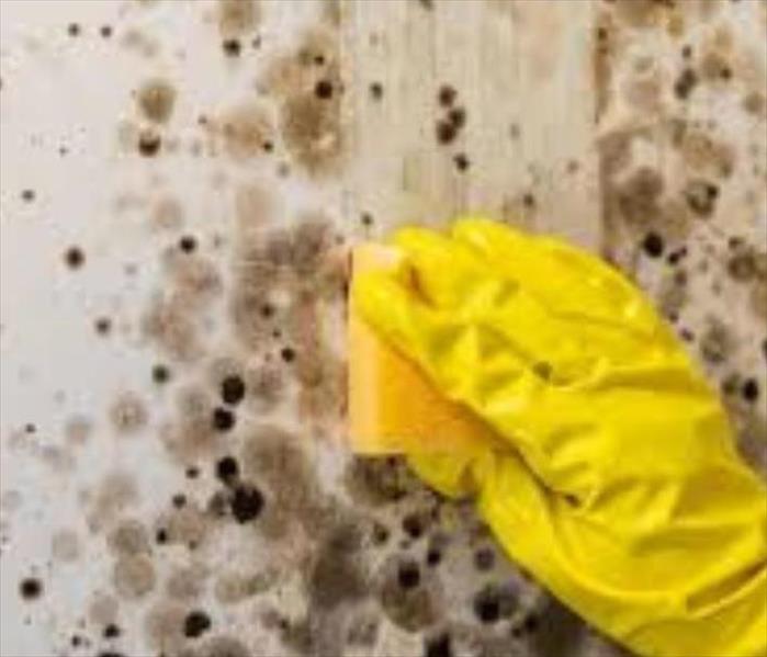 mold remediation